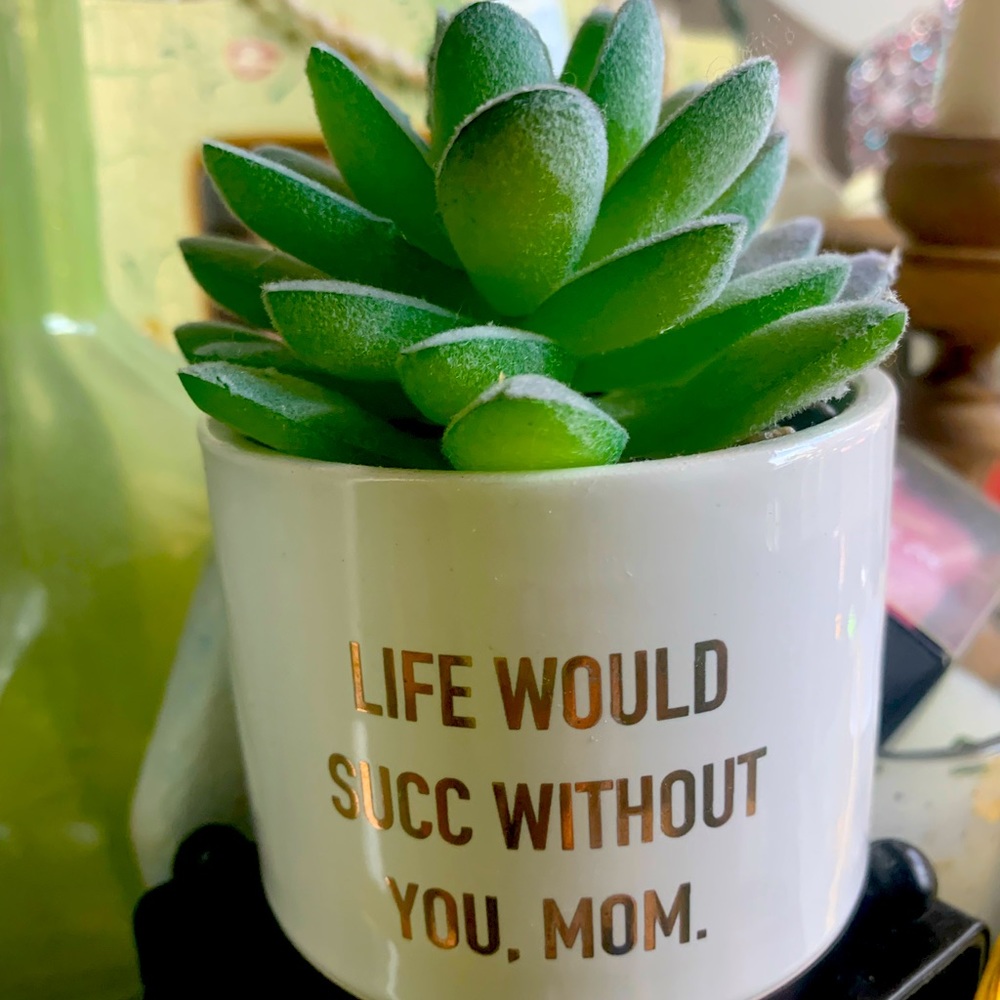 artificial succulent plant